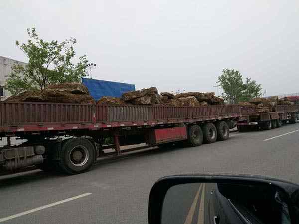 千层石、石质坚硬