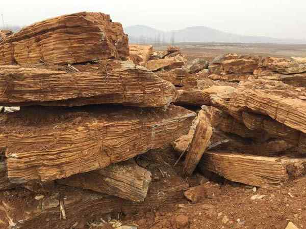 千层石、变化多端