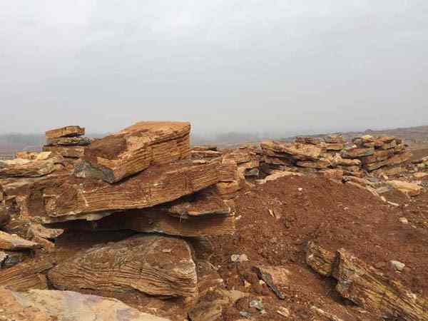 千层石、变化多端