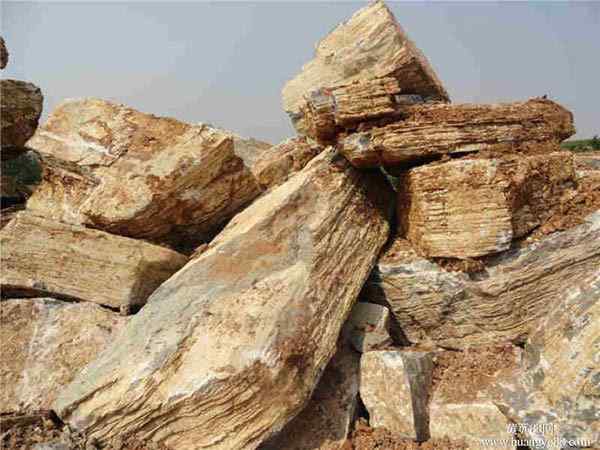 千层石、基地直销