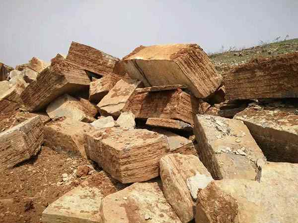 千层石、基地直销