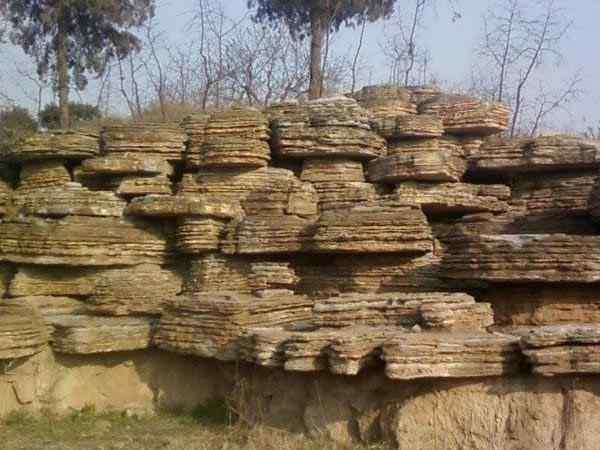 千层石、基地直销