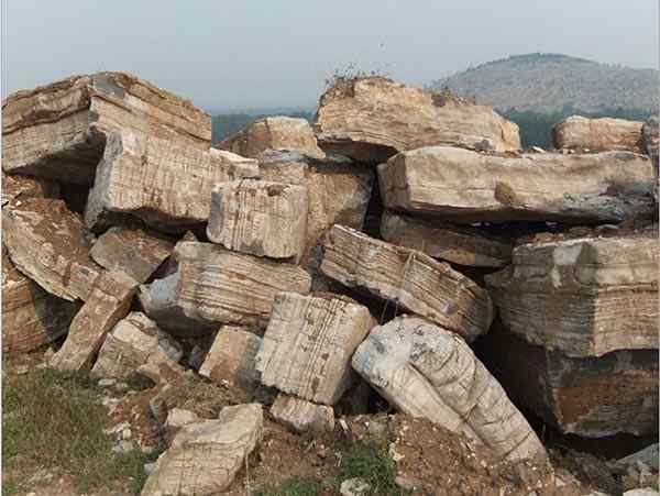 千层石、基地直销