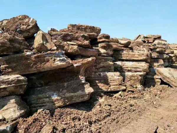 千层石、物美价廉