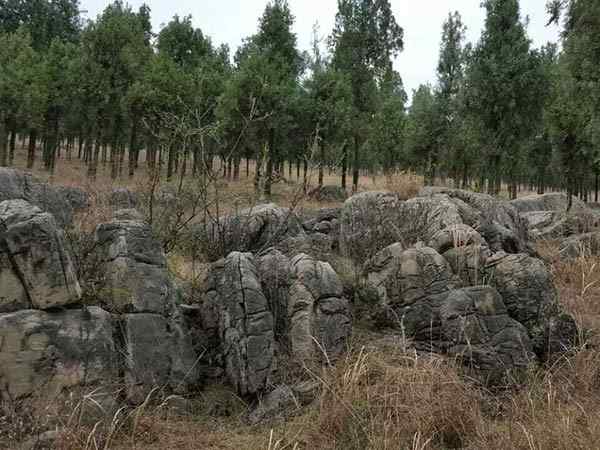 龟纹石、美观大方