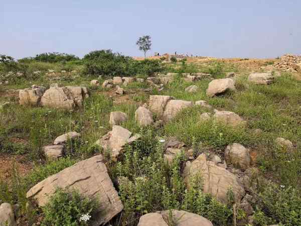 草坪石、种类丰富