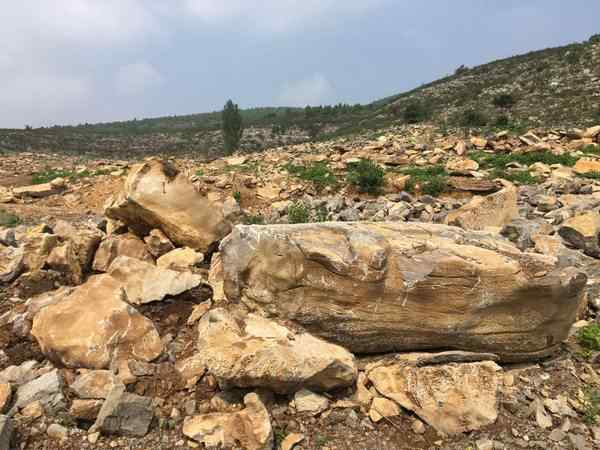 草坪石、网上价优