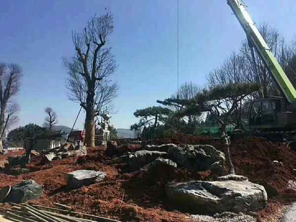 园林绿化、私人订制