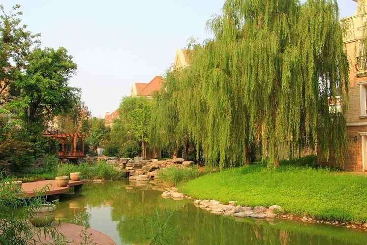 园林绿化、量大从优