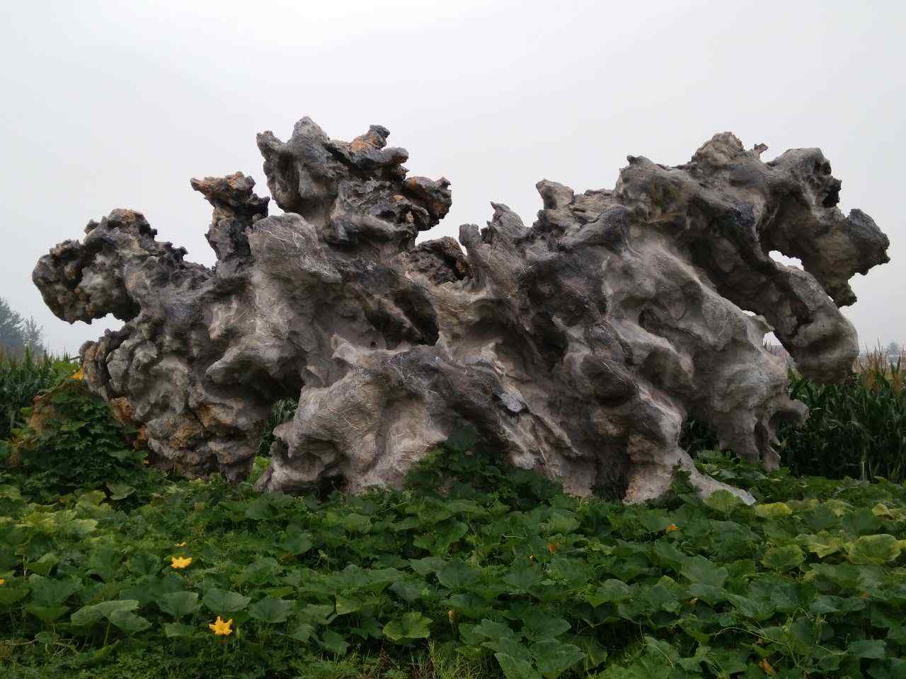 园林绿化、网上价优