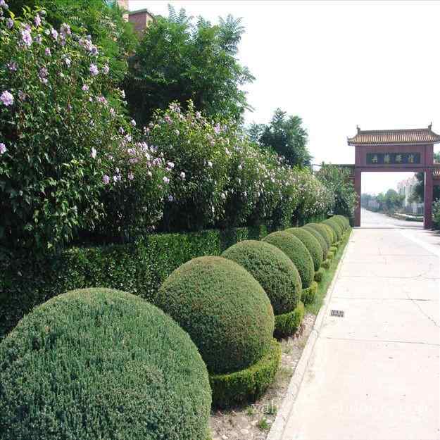 园林绿化、网上价优