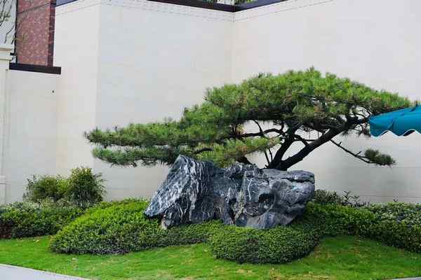 景观石和植物怎么搭配才好看