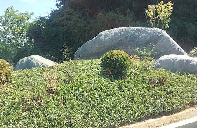 九龙玉草坪点缀