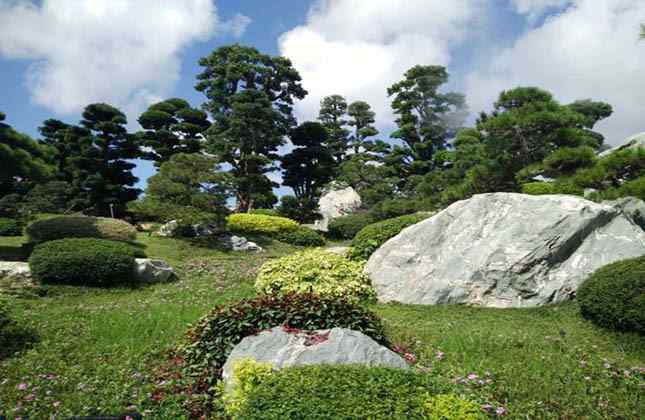 九龙玉草坪点缀