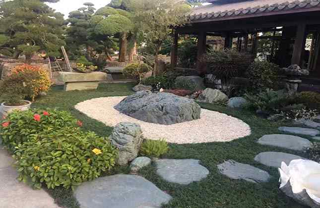 用在铺路与草坪点缀的九龙玉