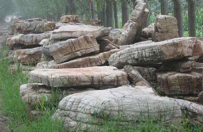 场地新品龟纹石