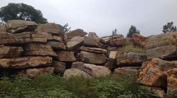 大量批发龟纹石