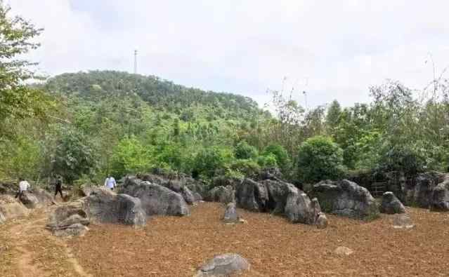 常见园林景观石，园林设计好风光(图16)