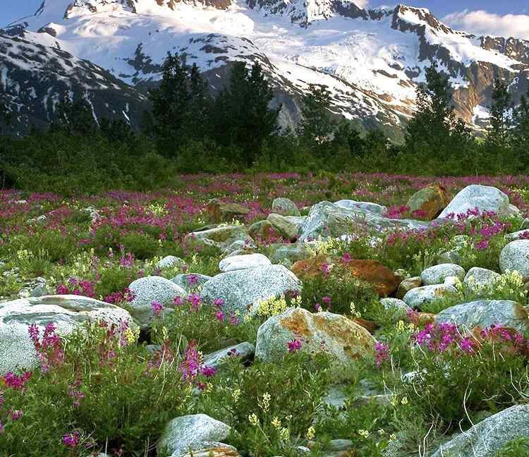 景观石病变使用的清洁剂