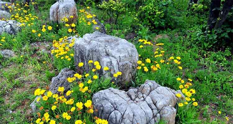 园林绿化的养护措施