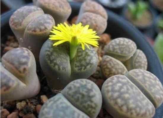 景观石5-191031195034562.jpg 景观石5-191031195034562.jpg